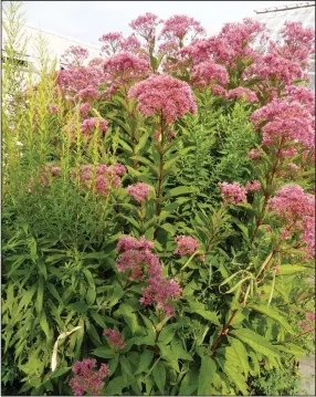  ??  ?? Blooming from July through September, Joe Pye weed attracts butterflie­s like a magnet and is a popular tall wildflower that can dominate an area. Some cultivars are less enthusiast­ic sprawlers.