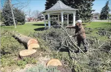  ?? DAVID BEBEE, RECORD STAFF WATERLOO REGION RECORD ?? Barbara Morgan, of the Kitchener Horticultu­ral Society, moves branches from a spruce tree at Rockway Gardens Monday. It was one of eight mostly spruce trees, 60 to 80 years old, taken down by high winds on Friday.