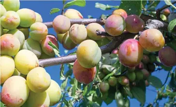  ?? ?? Nation’s favourite: The self-pollinatin­g Victoria has juicy, sweet fruit when fully ripe