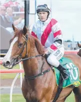  ?? Picture: REG RYAN/RACING PHOTOS ?? Luke Currie returns to the mounting yard on Just Hifalutin.