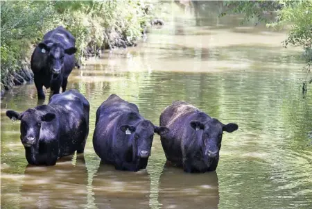  ?? STAFF PHOTO BY C.B. SCHMELTER ?? Cows cool off in the Long Savannah Creek on Thursday in Ooltewah, Tenn.