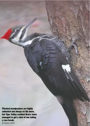  ?? BY BRUCE JONES ?? Pileated woodpecker­s are highly animated and always on the move, but Tiger Valley resident Bruce Jones managed to get a shot of one taking a rare break.