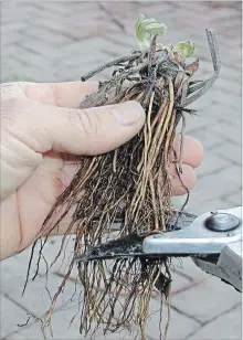  ?? LEE REICH THE ASSOCIATED PRESS ?? Trimming the roots and setting a strawberry plant in the ground with just the upper part of its crown exposed gets the plant off to a good start.