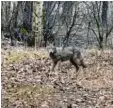  ?? Foto: Mateusz Puzon ?? Ein Handybild der Wölfin im Wald bei Gerlenhofe­n.