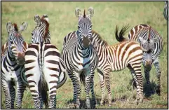  ?? (NORMA MEYER/SAN DIEGO UNION-TRIBUNE/TNS) ?? In the Serengeti National Park, zebras often appear skittish and on the look-out for abundant predators.