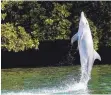  ?? FOTO: BOSSLEY/UNIVERSITY OF ST ANDREWS/DPA ?? Dass wild lebende Delfine Kunststück­e lernen können, überrascht die Forscher.