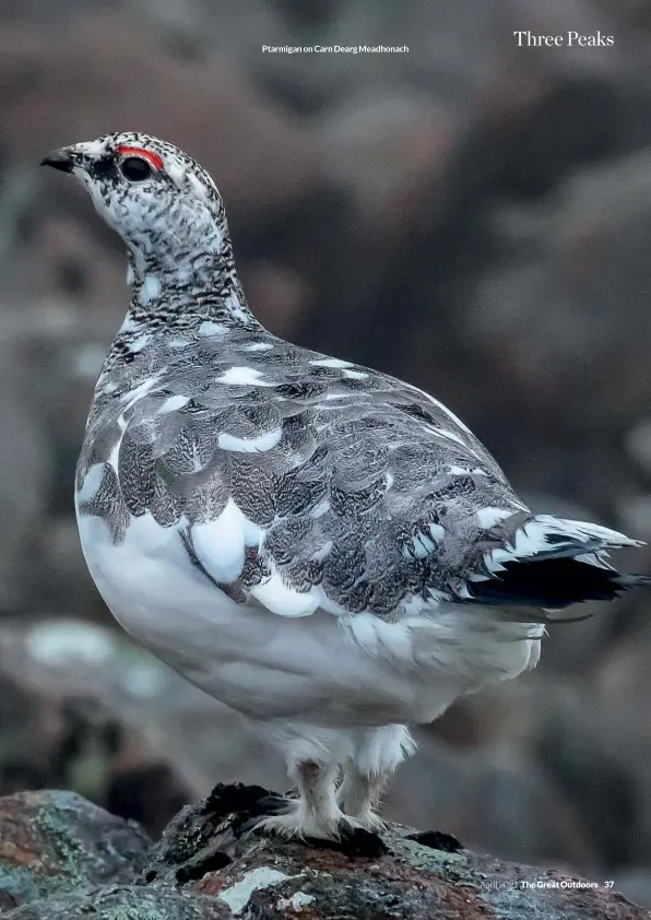  ??  ?? Ptarmigan on Carn Dearg Meadhonach