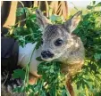  ?? Foto: Balk, dpa ?? Dieses Rehkitz hat Jäger Ruppert Walch aus einer Wiese gerettet.