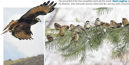  ??  ?? The annual Bird of the Year competitio­n starts late this month. David Loughrey argues it might be time to look beyond the hoiho or the albatross, asks what avian success really looks like, and says quite unnecessar­ily cruel things about some popular local birds.