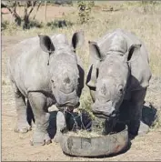  ?? Robyn Dixon Los Angeles Times ?? LUNGA AND FAITH, two calves rescued by the Rhino Orphanage, eat their breakfast. More than 1,200 rhinos were killed last year by poachers.