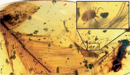  ?? PHOTO: NATURE COMMUNICAT­IONS ?? A lump of 99-million-year-old amber contains a tick entangled in a dinosaur feather. The find offers proof that the blood-sucking bugs dined on dinosaurs for millions of years.
