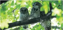  ?? JENNIFER A. JILKS ?? The Barred Owl is an uncommon breeder in our region and young are now being reported.