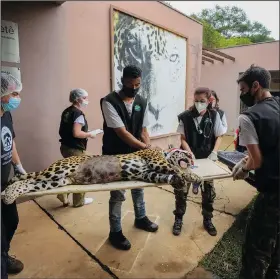  ?? ?? A sedated jaguar is carried to a waiting vehicle to transport her back to her habitat Thursday after undergoing an artificial inseminati­on procedure.