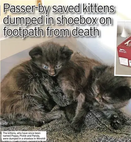  ??  ?? The kittens, who have since been named Poppy, Pickle and Panda, were dumped in a shoebox in Winshill