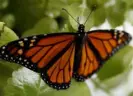  ?? File Associated Press ?? This year monarch butterflie­s’ Western population has made a modest recovery.