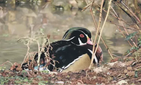  ?? ?? Judy Hewlett snapped this beautiful wood duck at Arundel WWT