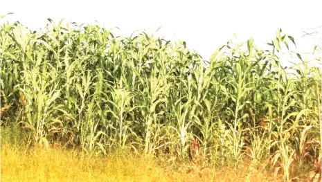  ??  ?? A sorghum farm in Jigawa. The sorghums were in the budding process when the rain ceased