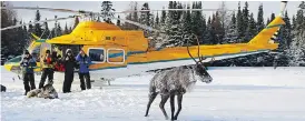  ?? ONTARIO MINISTRY OF NATURAL RESOURCES AND FORESTRY ?? Ontario’s Ministry of Natural Resources and Forestry brought nine caribou by helicopter to the Slate Islands in Lake Superior in January.