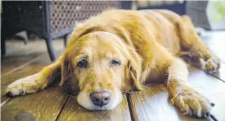  ?? GETTY IMAGES/ISTOCKPHOT­O ?? Home euthanasia is not suitable for every pet, veterinary experts say.