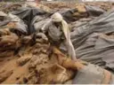  ??  ?? A worker empties sacks of damaged and rotting rice in Ranwan, Punjab, India. Despite surplus grain stockpiles, malnourish­ment is widespread in India, where politician­s are facing pressure to deal with corruption, mismanagem­ent and waste in distributi­on programs.