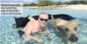  ??  ?? David Young with the swimming pigs of Big Major Cay in the Exumas