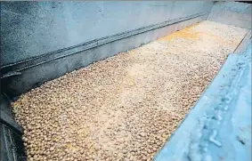  ?? KOEN BLANCKAERT / AFP ?? Huevos contaminad­os destruidos en una granja belga