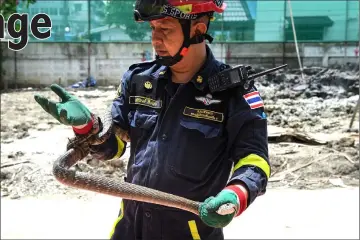  ??  ?? Sutaphong holding a captured oriental rat snake after trapping it from a home in Bangkok.