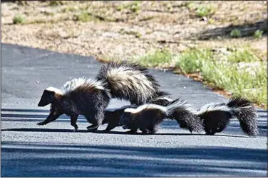  ?? PHOTO BY TOSHIMI KRISTOF ?? A mother skunk and her three kits cross a driveway in Bear Valley Springs.