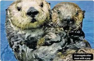  ??  ?? A surrogate otter mum with a pup.