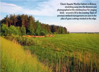  ??  ?? Classic Aquatic Warbler habitat in Belarus, stretching away into the distance and photograph­ed at the witching hour for singing birds – around 6.30 in the evening. Signs of previous wetland management are seen in the piles of grass cuttings stacked at the edge.