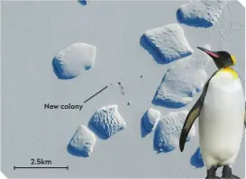  ??  ?? New colony 2.5km ▲ Pick up a penguin: British Antarctic Survey scientists used highresolu­tion images from ESA’s Copernicus Sentinel-2 satellite to monitor the presence of penguin colonies