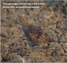  ?? ?? Grey partridges are thriving in the Suffolk Brecks after an exceptiona­l summer