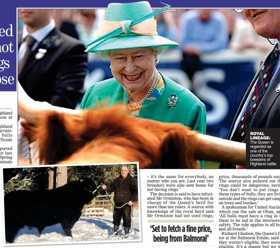  ??  ?? ROYAL LINEAGE: The Queen is regarded as one of the country’s top breeders of Highland cattle ‘RAGING’: Dochy Ormiston shows off Prionnsa Dubh III, known as Magic