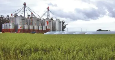  ??  ?? De estreno. Los silos, recién inaugurado­s, almacenan 6.200 toneladas. Las bolsas también suman, rodeadas de avena.