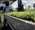  ?? CARLOS GIUSTI — THE ASSOCIATED PRESS ?? A bed of native oak tree seedlings is shown by Manuel Sepulveda, nursery management coordinato­r with Para la Naturaleza, a nonprofit organizati­on, in one of its nurseries in the in Rio Piedras Botanical Garden, in San Juan, Puerto Rico.
