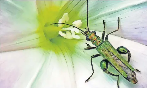  ?? ?? Here is a green fat-legged beetle spotted by Norma Sterling, who is a member of Crieff Camera Club.