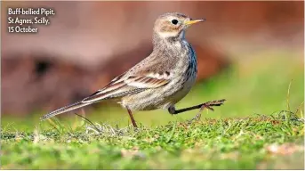  ??  ?? Buff-bellied Pipit, St Agnes, Scilly, 15 October