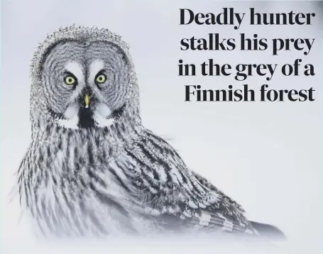  ??  ?? 2 Theseamazi­ng images of a malegreat grey owl were taken by British conservati­on photograph­er Brianmatth­ews, who travelled to the forests on the FinnishRus­sian border to capture these images of the birds hunting