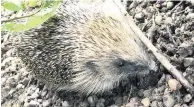  ??  ?? At risk Hedgehog, pictured by Sinead Ni Riain