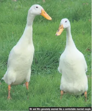  ??  ?? Mr and Mrs genuinely seemed like a comfortabl­e married couple