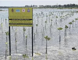  ??  ?? Urgency . . . Small mangrove plants will replenish some of the tropical trees lost in Sri Lanka. The California­based environmen­tal nonprofit group Seacology has pumped millions of dollars into mangrove restoratio­n projects on this island nation.