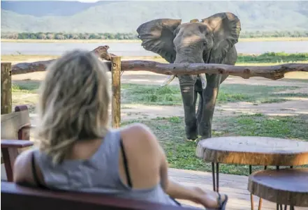  ?? ?? In harmony with nature ... A visitor in Mana Pools comes face-to-face with the wild.