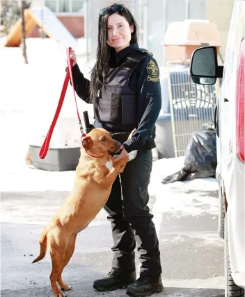  ?? NICK BRANCACCIO ?? Windsor-Essex County Humane Society officer Natalie Crerar holds Katie. Officers will focus on duties outside of enforcing cruelty laws after the OSPCA didn’t renew its contract with the province.