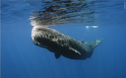  ?? ?? A sperm whale off Swami Rock, Taprobane Reef, Trincomale­e