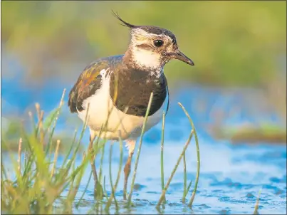  ??  ?? TAKING A REST: Lapwings, also known as peewits, have shorter migration paths and are regularly seen in farmland areas.