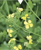  ??  ?? RAPHANUS RAPHANISTR­UM È una tra le molte sottospeci­e della famiglia delle Crucifere (fiorellino a 4 petali). Si consumano i fiori crudi nelle insalate oppure, con tutte le foglie, ripassati in padella come le cime di rapa.