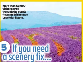  ??  ?? More than 50,000 visitors stroll through the purple fields at Bridestowe Lavender Estate.
