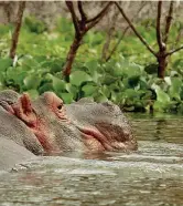  ??  ?? Un ippopotamo nel lago Navaisha, nel Kenya centrale