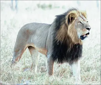  ?? PHOTO: FACEBOOK ?? After Cecil the Lion was killed in Zimbabwe last year during an illegal hunt, big-game hunting has kept a low profile. But a new study suggests a ban on trophy hunting is having a negative effect on sub-Saharan economies.