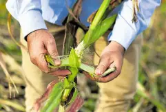  ?? —REUTERS ?? ‘BIG BLOW’ Fernando Flores, entomologi­st at National Institute of Agricultur­al Technology (Inta), checks corn affected by leafhopper­s on an Inta’ experiment­al field, on April 20, in Marcos Juarez, Cordoba, Argentina.